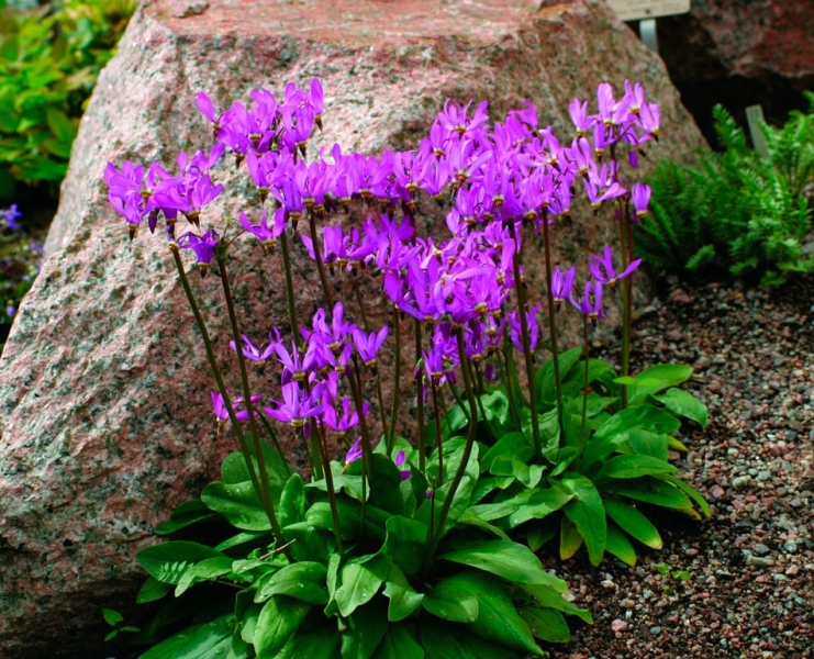 Цветущие растения для сада в тени: советы по выбору