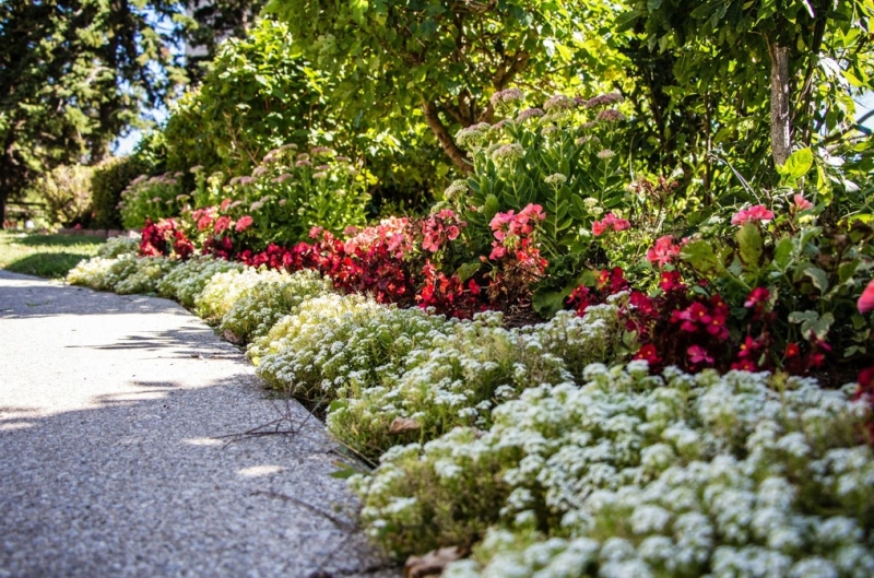 Цветущие растения для сада в тени: советы по выбору