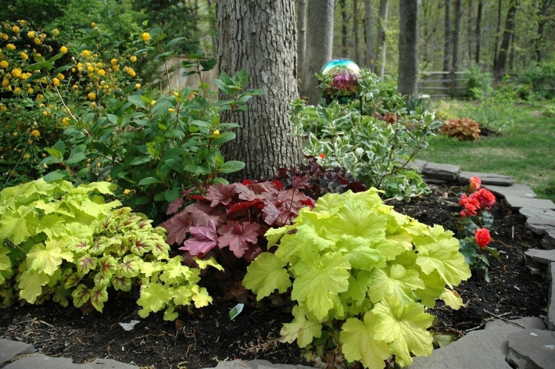 Цветущие растения для сада в тени: советы по выбору