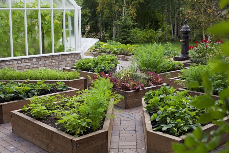 Огородные секреты: создаем уютный уголок для выращивания овощей и зелени