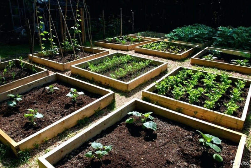 Огородные секреты: создаем уютный уголок для выращивания овощей и зелени