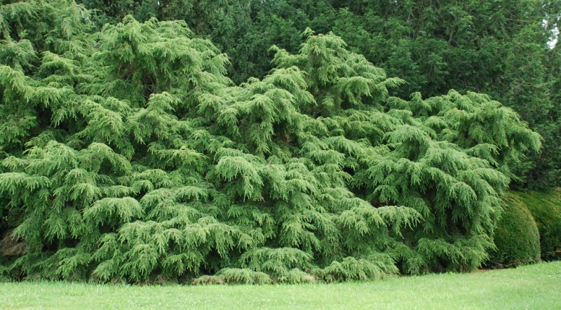 Лучшие тенелюбивые растения для сада: названия и особенности