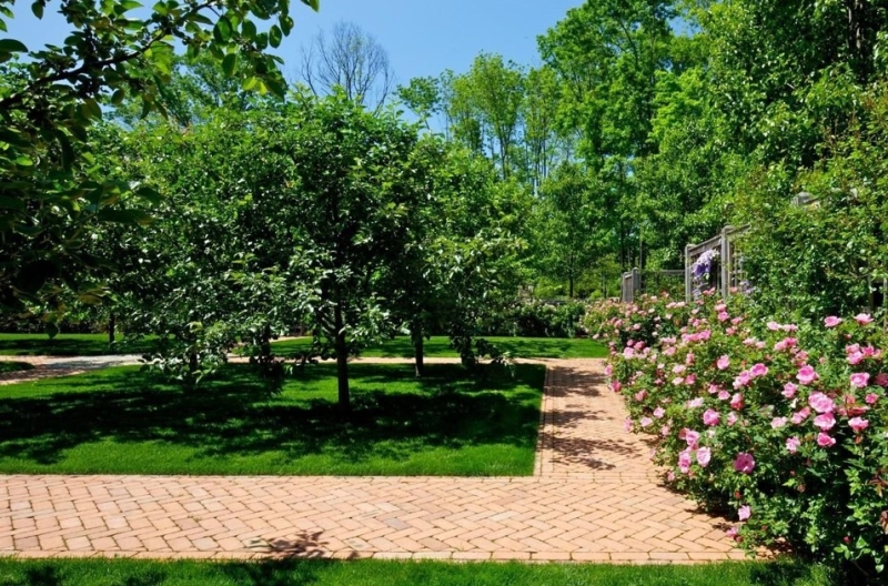 Лучшие тенелюбивые растения для сада: названия и особенности