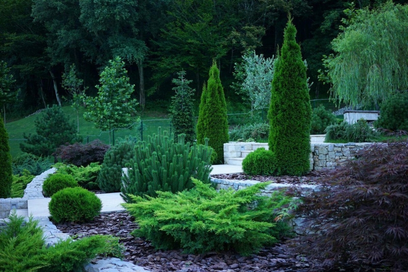 Лучшие тенелюбивые растения для сада: названия и особенности