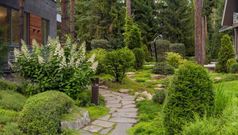 Лучшие тенелюбивые растения для сада: названия и особенности