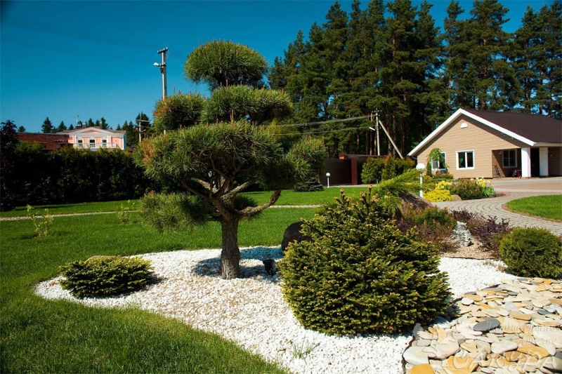 Лучшие тенелюбивые растения для сада: названия и особенности