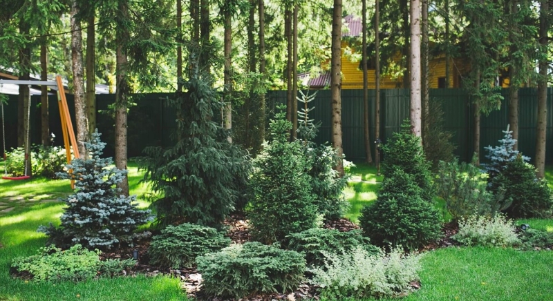 Лучшие тенелюбивые растения для сада: названия и особенности