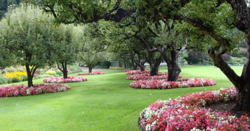 Лучшие тенелюбивые растения для сада: названия и особенности