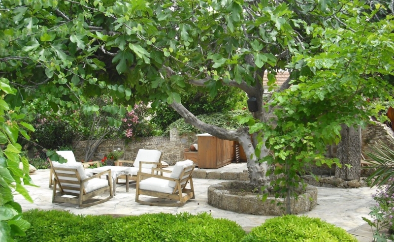 Лучшие тенелюбивые растения для сада: названия и особенности