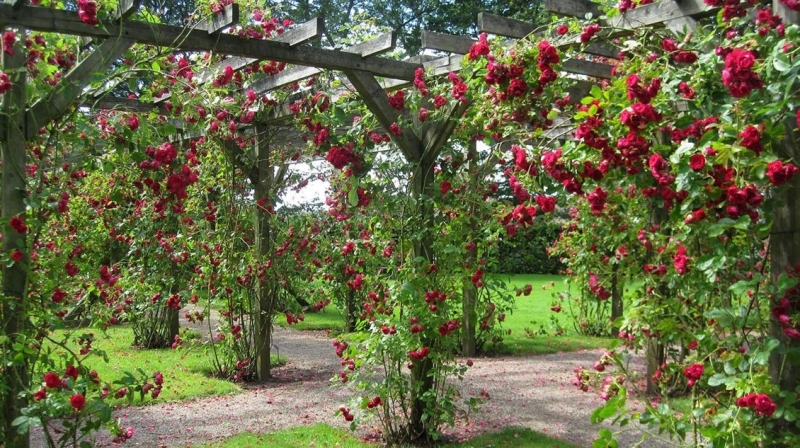Лучшие тенелюбивые растения для сада: названия и особенности