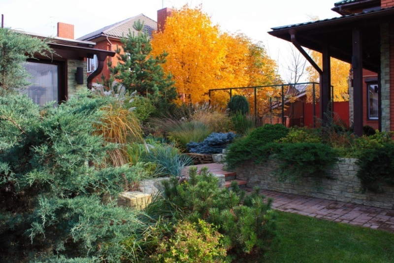 Лучшие тенелюбивые растения для сада: названия и особенности