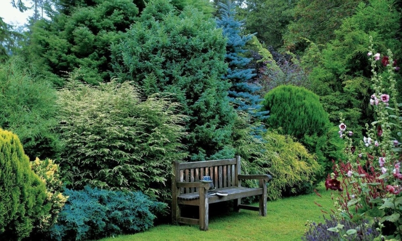 Лучшие тенелюбивые растения для сада: названия и особенности