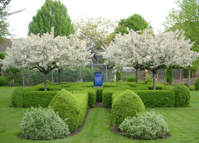 Лучшие тенелюбивые растения для сада: названия и особенности