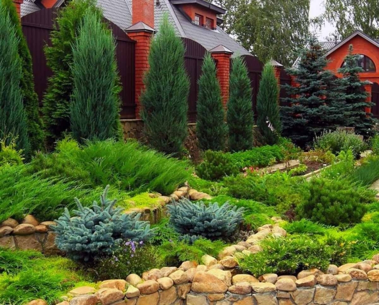 Лучшие тенелюбивые растения для сада: названия и особенности