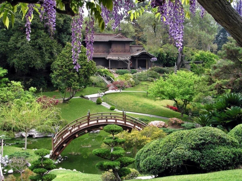 Лучшие тенелюбивые растения для сада: названия и особенности