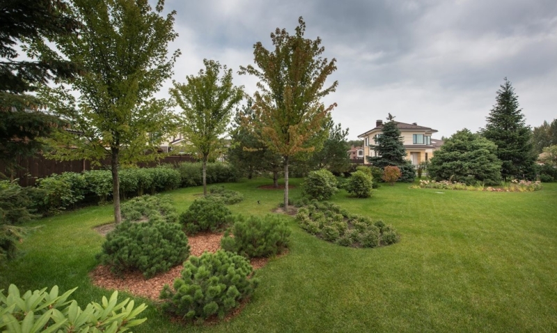 Лучшие тенелюбивые растения для сада: названия и особенности