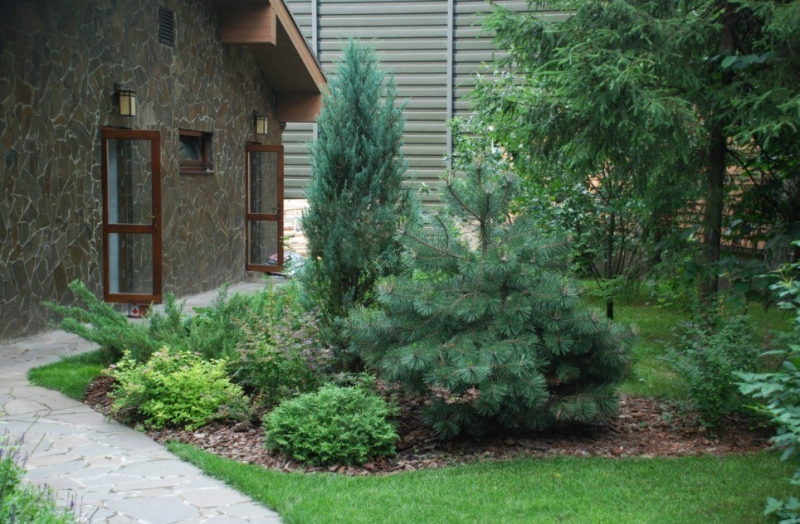 Лучшие тенелюбивые растения для сада: названия и особенности