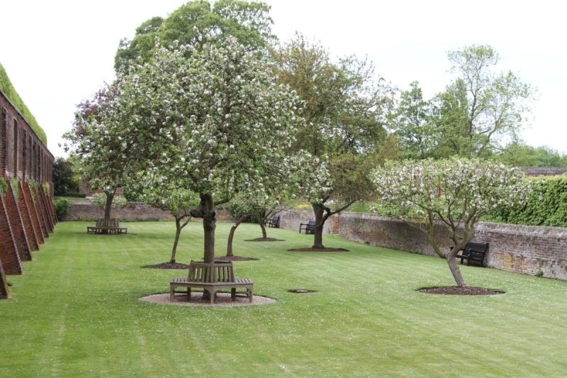 Лучшие тенелюбивые растения для сада: названия и особенности