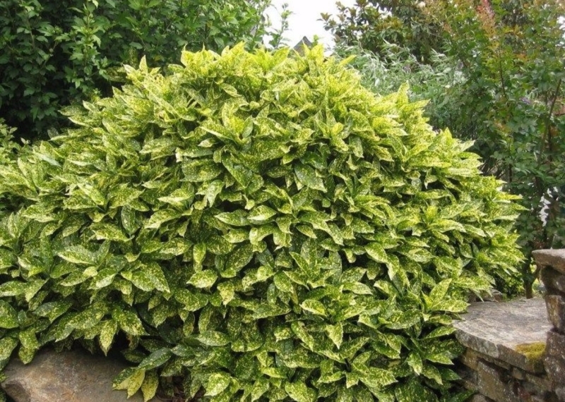 Лучшие тенелюбивые растения для сада: названия и особенности