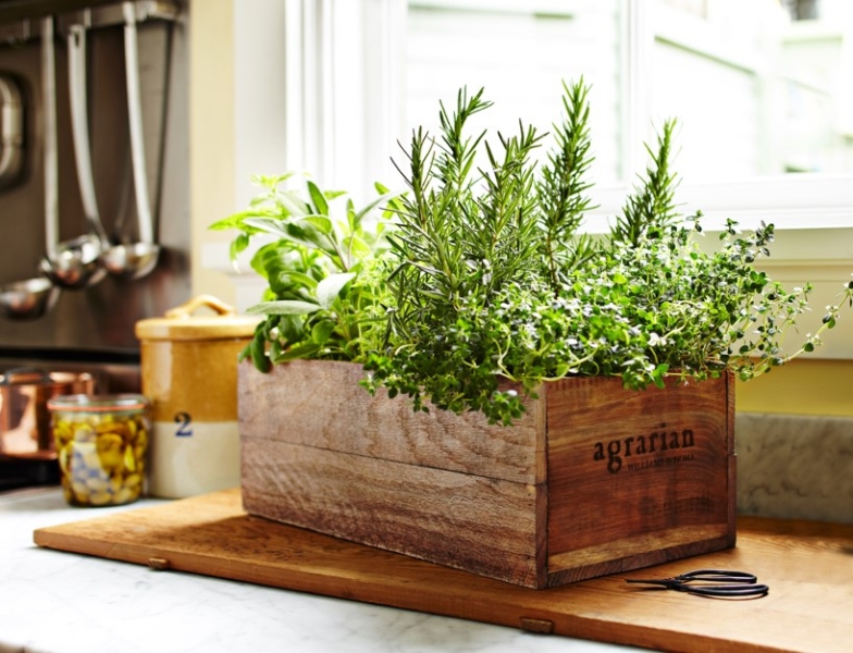 Зеленый оазис на кухне: топ идей кухонных растений и их преимущества