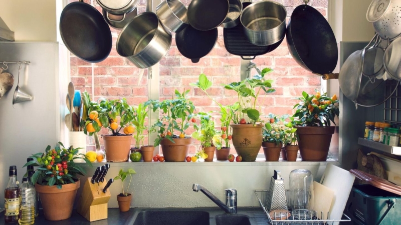 Зеленый оазис на кухне: топ идей кухонных растений и их преимущества