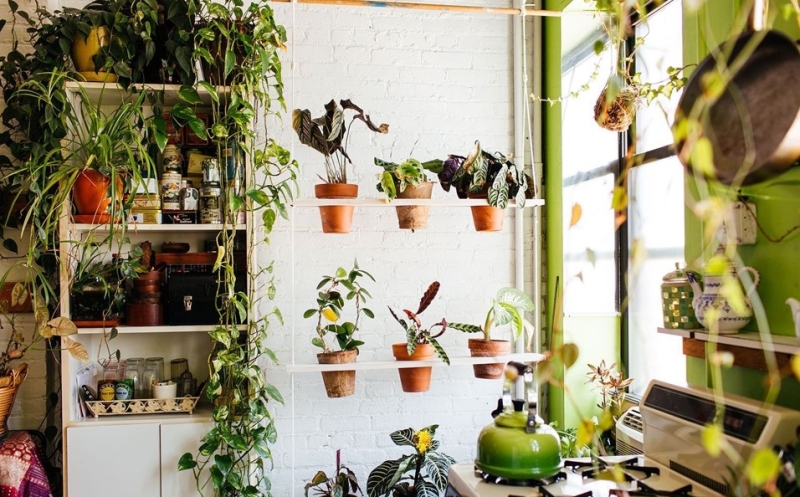 Зеленый оазис на кухне: топ идей кухонных растений и их преимущества