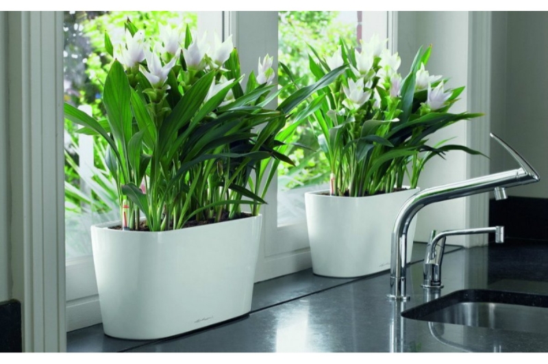 Зеленый оазис на кухне: топ идей кухонных растений и их преимущества