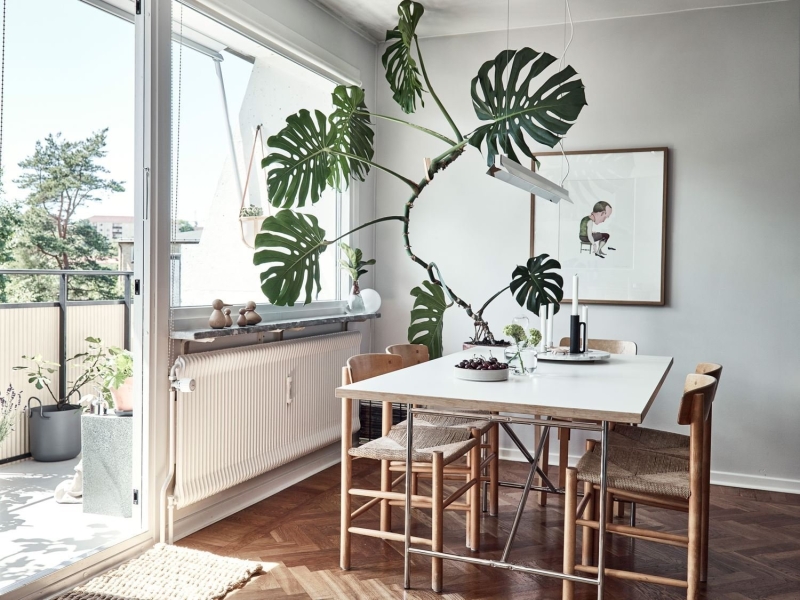 Зеленый оазис на кухне: топ идей кухонных растений и их преимущества