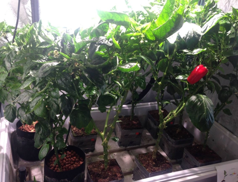 Какую зелень можно вырастить на подоконнике зимой?