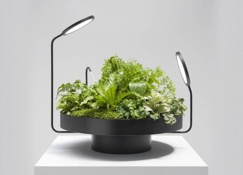 Какую зелень можно вырастить на подоконнике зимой?