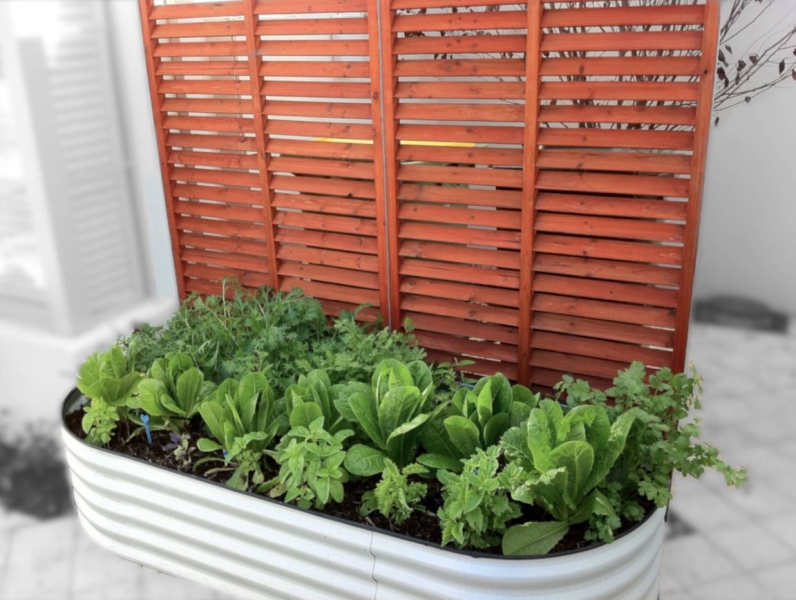 Какую зелень можно вырастить на подоконнике зимой?