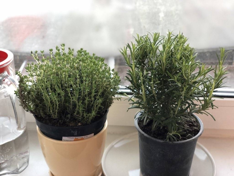 Какую зелень можно вырастить на подоконнике зимой?