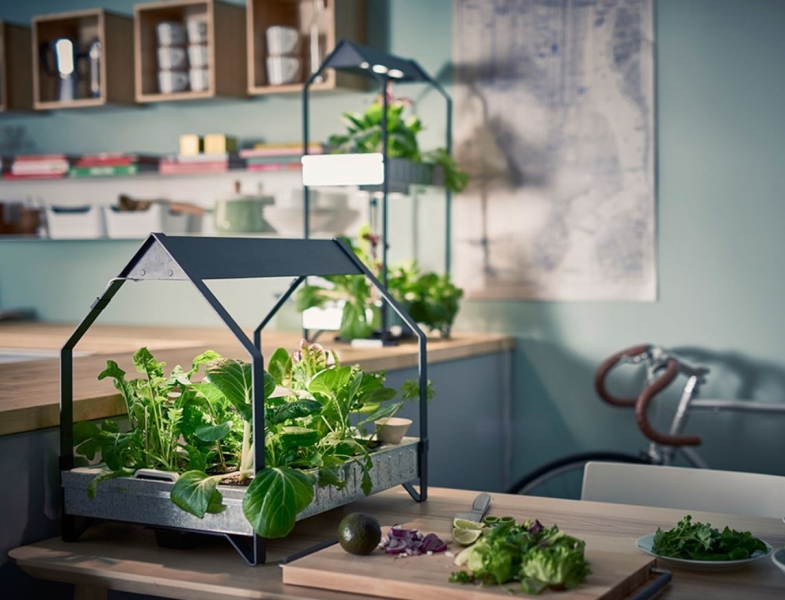 Какую зелень можно вырастить на подоконнике зимой?