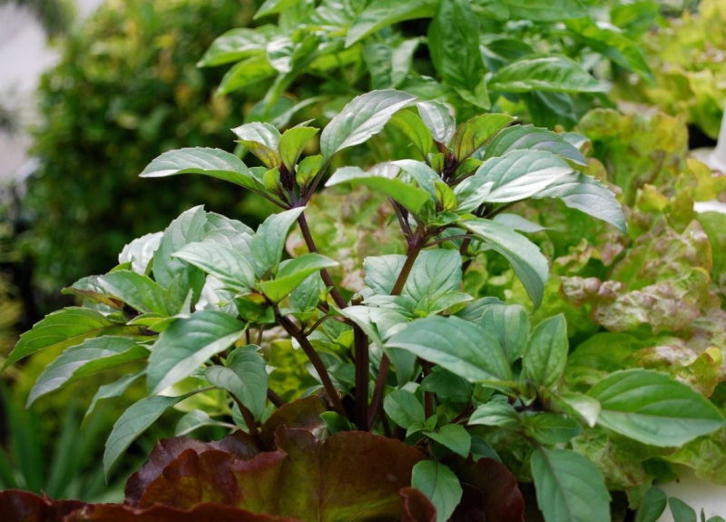 Какую зелень можно вырастить на подоконнике зимой?