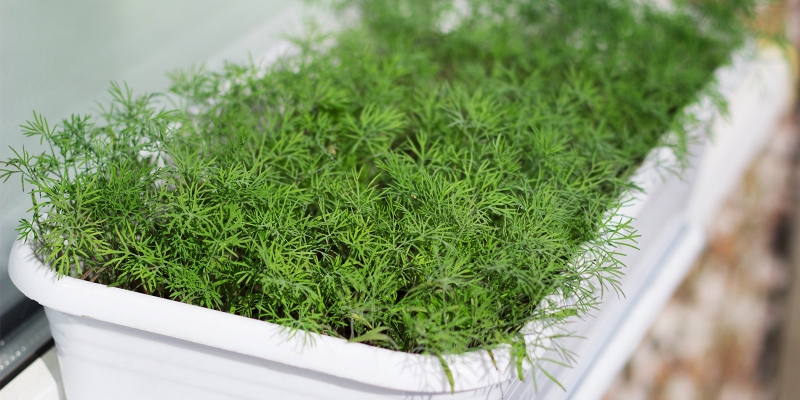 Какую зелень можно вырастить на подоконнике зимой?