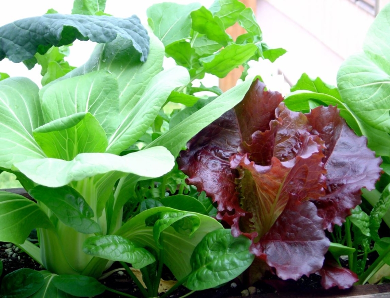 Какую зелень можно вырастить на подоконнике зимой?