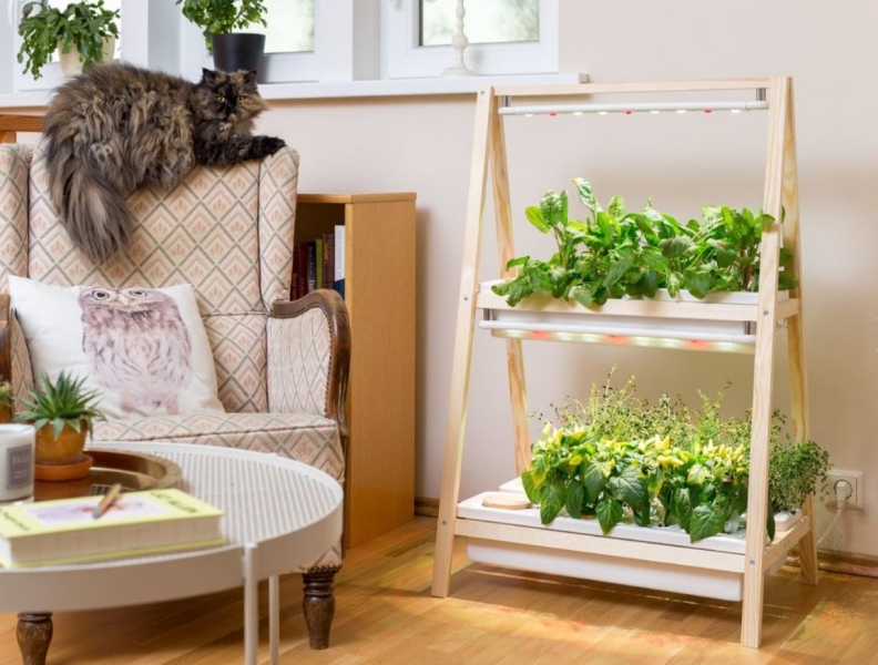 Какую зелень можно вырастить на подоконнике зимой?