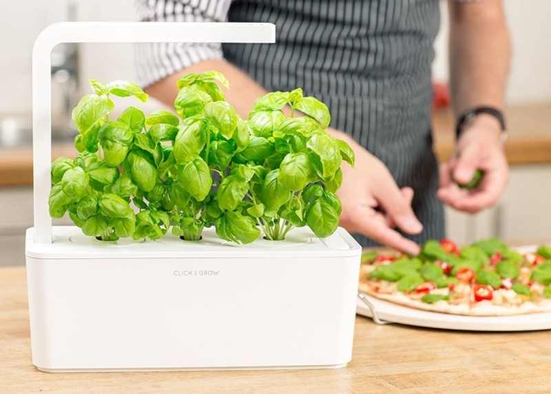 Какую зелень можно вырастить на подоконнике зимой?